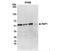 TERF2 Interacting Protein antibody, NB100-292, Novus Biologicals, Immunoprecipitation image 