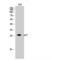 Cyclin Dependent Kinase Inhibitor 1B antibody, LS-C385284, Lifespan Biosciences, Western Blot image 