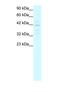 Mortality Factor 4 Like 1 antibody, NBP1-57832, Novus Biologicals, Western Blot image 