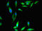 DAZ Associated Protein 1 antibody, orb34783, Biorbyt, Immunocytochemistry image 