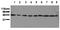 MEK1/2 antibody, AM00091PU-N, Origene, Western Blot image 