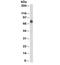 CD84 Molecule antibody, 33-481, ProSci, Western Blot image 