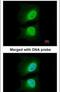 Chromosome Segregation 1 Like antibody, PA5-21468, Invitrogen Antibodies, Immunofluorescence image 