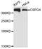 Chondroitin Sulfate Proteoglycan 4 antibody, LS-C335381, Lifespan Biosciences, Western Blot image 