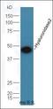 Hyaluronidase 2 antibody, orb101651, Biorbyt, Western Blot image 