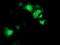 Signal Transducer And Activator Of Transcription 4 antibody, LS-C173026, Lifespan Biosciences, Immunofluorescence image 