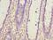 Growth hormone-inducible transmembrane protein antibody, LS-C379567, Lifespan Biosciences, Immunohistochemistry frozen image 