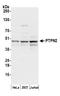Protein Tyrosine Phosphatase Non-Receptor Type 2 antibody, A305-184A, Bethyl Labs, Western Blot image 
