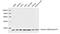 H2B6 antibody, LS-C203156, Lifespan Biosciences, Western Blot image 