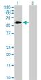 Deltex E3 Ubiquitin Ligase 2 antibody, H00113878-B01P, Novus Biologicals, Western Blot image 