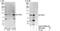 Phosphodiesterase 8A antibody, NBP1-52651, Novus Biologicals, Western Blot image 