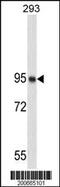 Nucleolin antibody, MBS9200036, MyBioSource, Western Blot image 