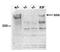 Lysine Methyltransferase 2B antibody, PA5-40071, Invitrogen Antibodies, Western Blot image 