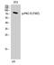 Protein Kinase C Delta antibody, A00822T507, Boster Biological Technology, Western Blot image 