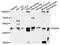 Sorting Nexin 6 antibody, abx135957, Abbexa, Western Blot image 