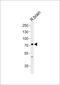 Synaptic vesicle glycoprotein 2C antibody, PA5-72189, Invitrogen Antibodies, Western Blot image 