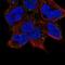 Tectonin Beta-Propeller Repeat Containing 1 antibody, NBP1-84206, Novus Biologicals, Immunofluorescence image 