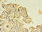 Nitric Oxide Synthase Trafficking antibody, CSB-PA818236LA01HU, Cusabio, Immunohistochemistry frozen image 