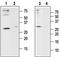 ORAI Calcium Release-Activated Calcium Modulator 1 antibody, PA5-77329, Invitrogen Antibodies, Western Blot image 