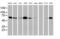 Epsin 2 antibody, MA5-25871, Invitrogen Antibodies, Western Blot image 