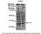 Insulin Induced Gene 1 antibody, PA5-41706, Invitrogen Antibodies, Western Blot image 