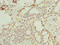 Transmembrane Protein 154 antibody, LS-C396694, Lifespan Biosciences, Immunohistochemistry paraffin image 