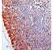 Carboxypeptidase A2 antibody, FNab01261, FineTest, Immunohistochemistry paraffin image 