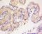 Diacylglycerol Lipase Beta antibody, orb182976, Biorbyt, Immunohistochemistry paraffin image 