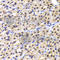 Nuclear Distribution C, Dynein Complex Regulator antibody, A6678, ABclonal Technology, Immunohistochemistry paraffin image 