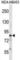 Collagen Type IV Alpha 3 Binding Protein antibody, abx028848, Abbexa, Western Blot image 