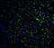 GABA Type A Receptor-Associated Protein antibody, A01907, Boster Biological Technology, Immunofluorescence image 