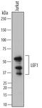 Lymphoid Enhancer Binding Factor 1 antibody, AF7647, R&D Systems, Western Blot image 