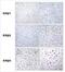 Estrogen Receptor 2 antibody, NBP2-61942, Novus Biologicals, Immunohistochemistry frozen image 