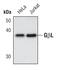 MTOR Associated Protein, LST8 Homolog antibody, PA5-17442, Invitrogen Antibodies, Western Blot image 