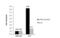 General Transcription Factor IIF Subunit 2 antibody, NBP2-20076, Novus Biologicals, Immunoprecipitation image 