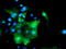 Docking Protein 7 antibody, TA504789, Origene, Immunofluorescence image 