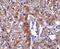 Caspase-12 antibody, PA5-20034, Invitrogen Antibodies, Immunohistochemistry frozen image 