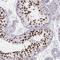 Histone H1t antibody, NBP2-57668, Novus Biologicals, Immunohistochemistry frozen image 