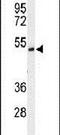 FAD Dependent Oxidoreductase Domain Containing 1 antibody, PA5-26659, Invitrogen Antibodies, Western Blot image 