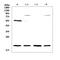 CD59A glycoprotein antibody, A00914, Boster Biological Technology, Western Blot image 