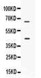 CD33 Molecule antibody, PA5-78976, Invitrogen Antibodies, Western Blot image 
