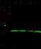 Peroxiredoxin 6 antibody, GTX02041, GeneTex, Western Blot image 