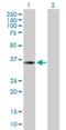 THAP Domain Containing 10 antibody, H00056906-B01P, Novus Biologicals, Western Blot image 