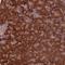 TBC1 Domain Family Member 19 antibody, NBP1-84600, Novus Biologicals, Immunohistochemistry frozen image 