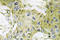 Casein Kinase 1 Gamma 1 antibody, LS-C176951, Lifespan Biosciences, Immunohistochemistry frozen image 