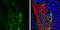 Calcium/Calmodulin Dependent Protein Kinase II Beta antibody, GTX133072, GeneTex, Immunohistochemistry frozen image 