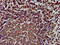 SLAM Family Member 6 antibody, LS-C674242, Lifespan Biosciences, Immunohistochemistry paraffin image 