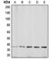 Aquaporin 5 antibody, MBS821286, MyBioSource, Western Blot image 