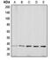 Aquaporin 5 antibody, MBS821286, MyBioSource, Western Blot image 