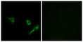 Autophagy Related 4A Cysteine Peptidase antibody, abx014407, Abbexa, Western Blot image 